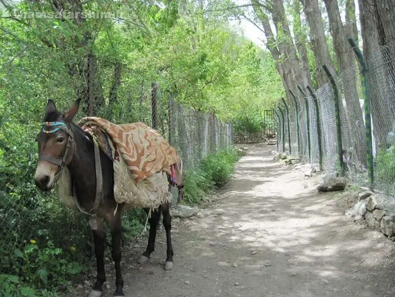معرفی و موقعیت جغرافیایی روستای آهار شمیرانات