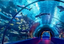 آکواریوم استانبول در فلوریا