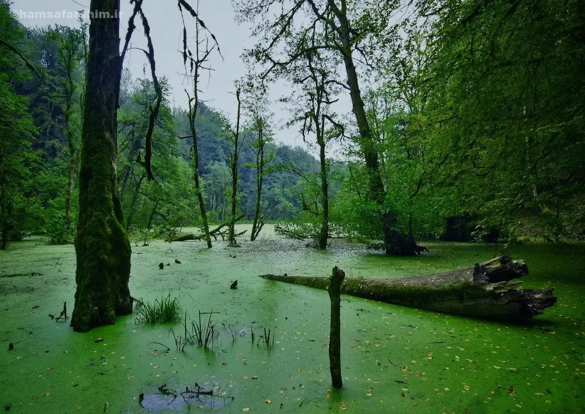 مرداب دریوک