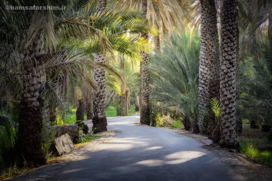 روستای متروکه برکة الموز در نزدیکی نزوی عمان؛ خرابه‌های خانه‌های خشتی قدیمی و منظره‌ای از کوه‌های سنگی.