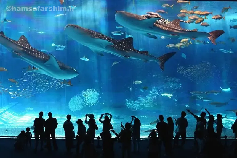 بخش جنگل ژاپن کایوکان