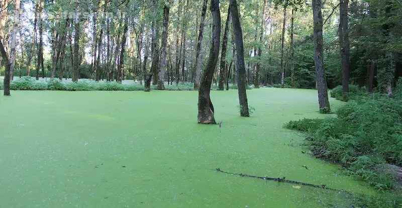 توصیه‌ها و نکات مهم برای بازدید از مرداب سراوان