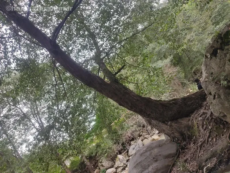 جاذبه‌های گردشگری اطراف جنگل سفید آب