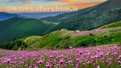 جنگل سلانسر