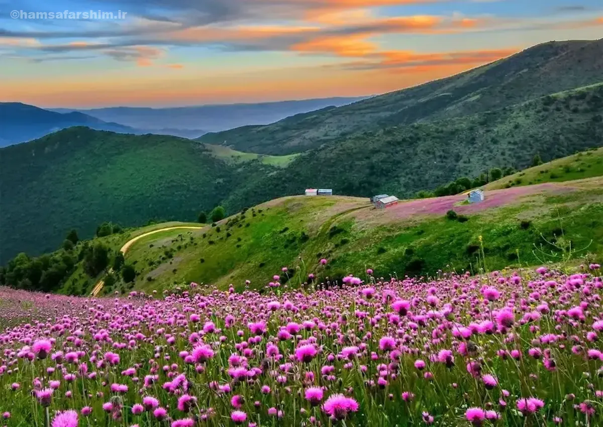 جنگل سلانسر