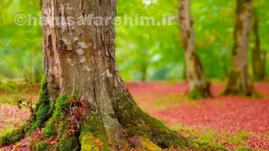 جنگل و آبگرم بلیران