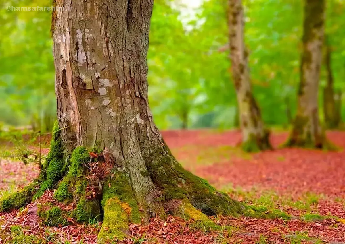 جنگل و آبگرم بلیران