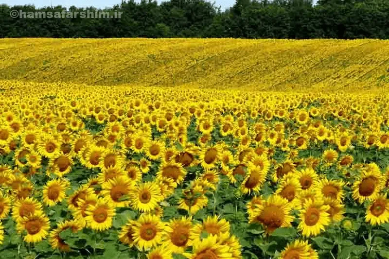 دشت آفتابگردان کالپوش