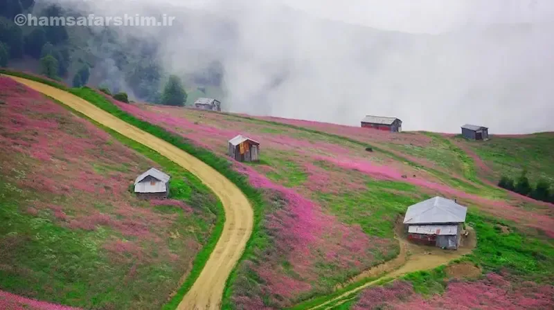 عکسهای سلانسر