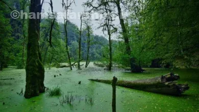 مرداب دریوک