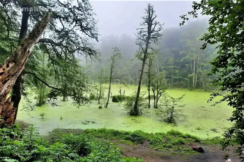 مرداب دریوک کلاردشت