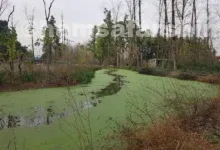 مرداب سراوان کجاست؟