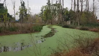 مرداب سراوان کجاست؟