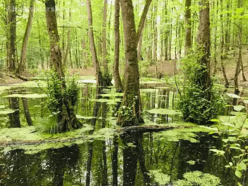 مرداب وربن چالوس