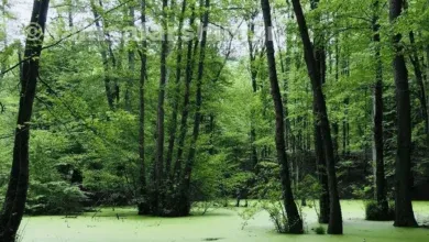 مرداب وربن چالوس کجاست؟