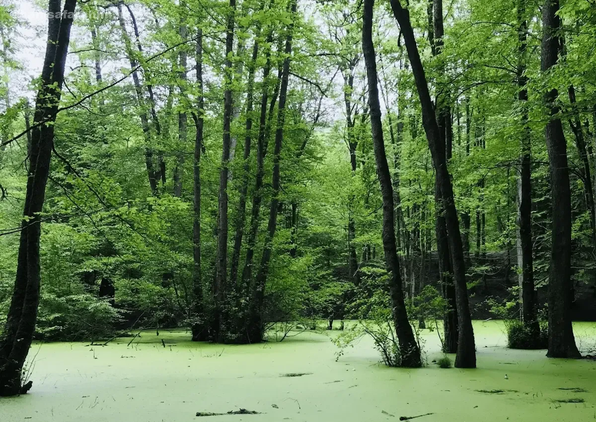 مرداب وربن چالوس کجاست؟