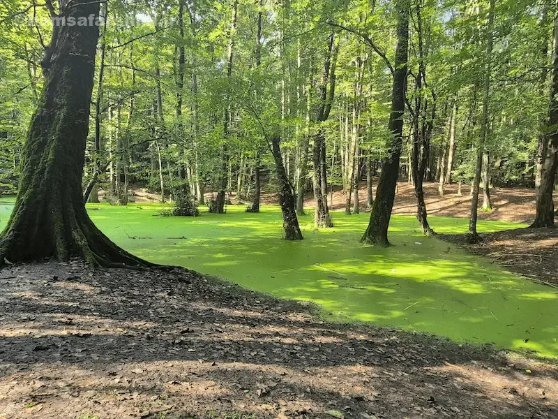 مقایسه مرداب وربن و مرداب هسل