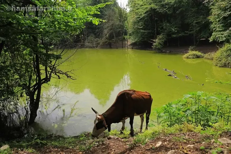 نکات ایمنی و ضروری برای بازدید از مرداب هسل