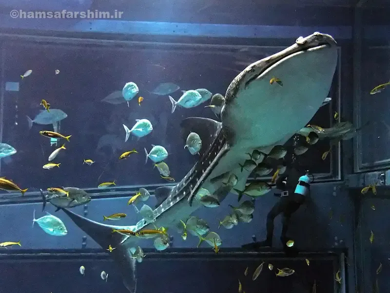 نکات عکاسی حرفه‌ای آکواریوم کایوکان اوساکا