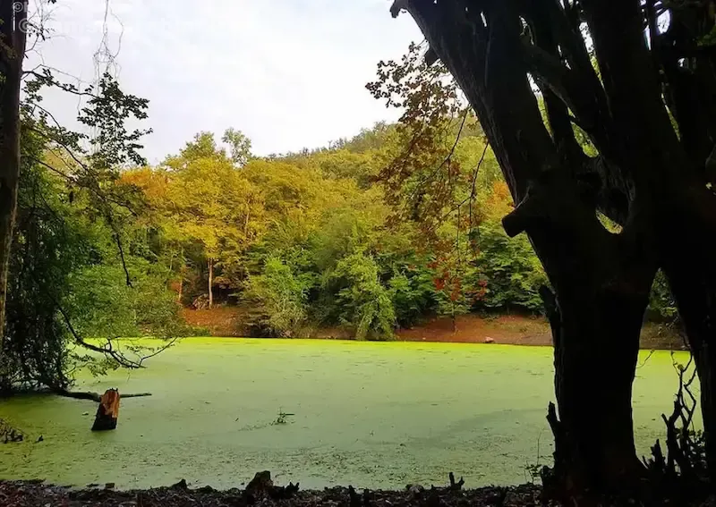 پوشش گیاهی و جانوری مرداب هسل