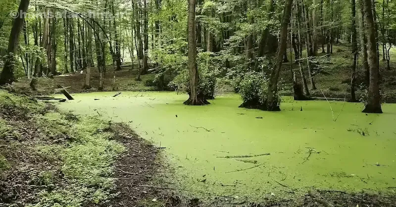 پیاده‌روی تا مرداب وربن چقدر است؟