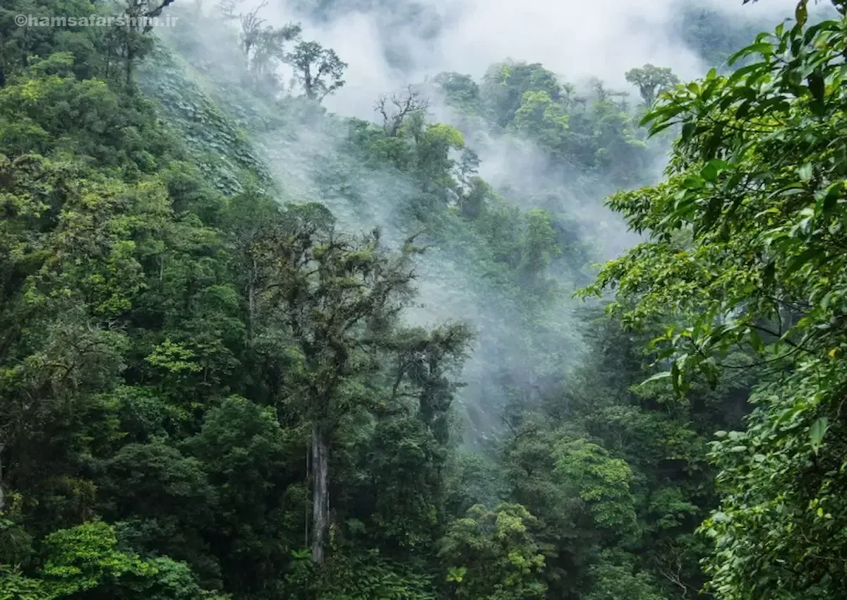 زیباترین جنگل های جهان کدام‌اند؟