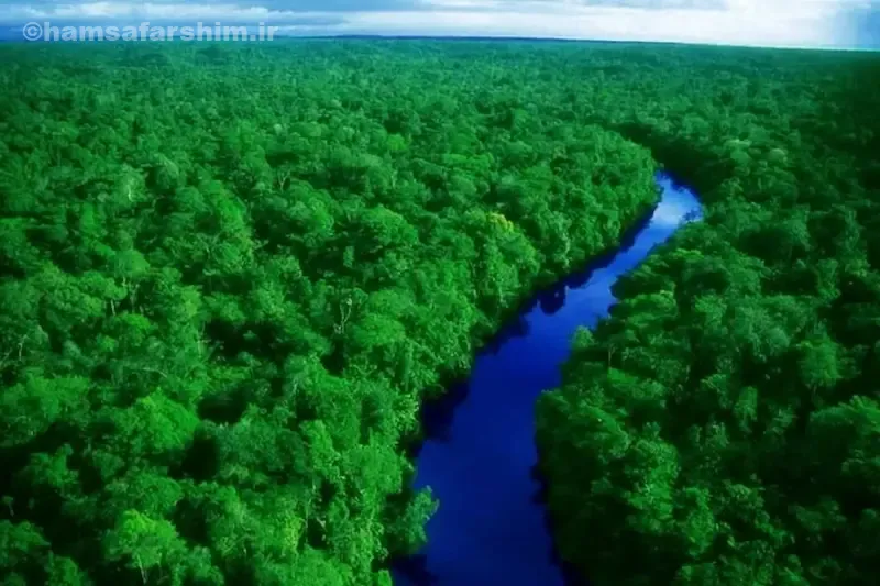 جنگل آمازون