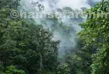 زیباترین جنگل های جهان کدام‌اند؟