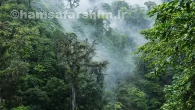 زیباترین جنگل های جهان کدام‌اند؟