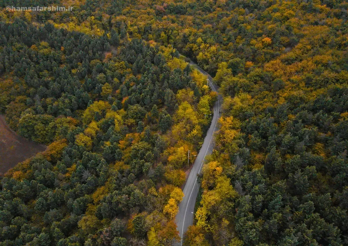 جنگل‌های هیرکانی