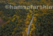 جنگل‌های هیرکانی